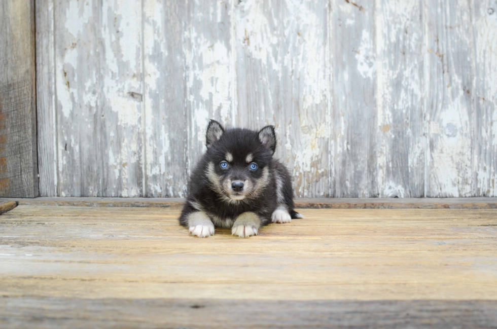 Pomsky Pup Being Cute