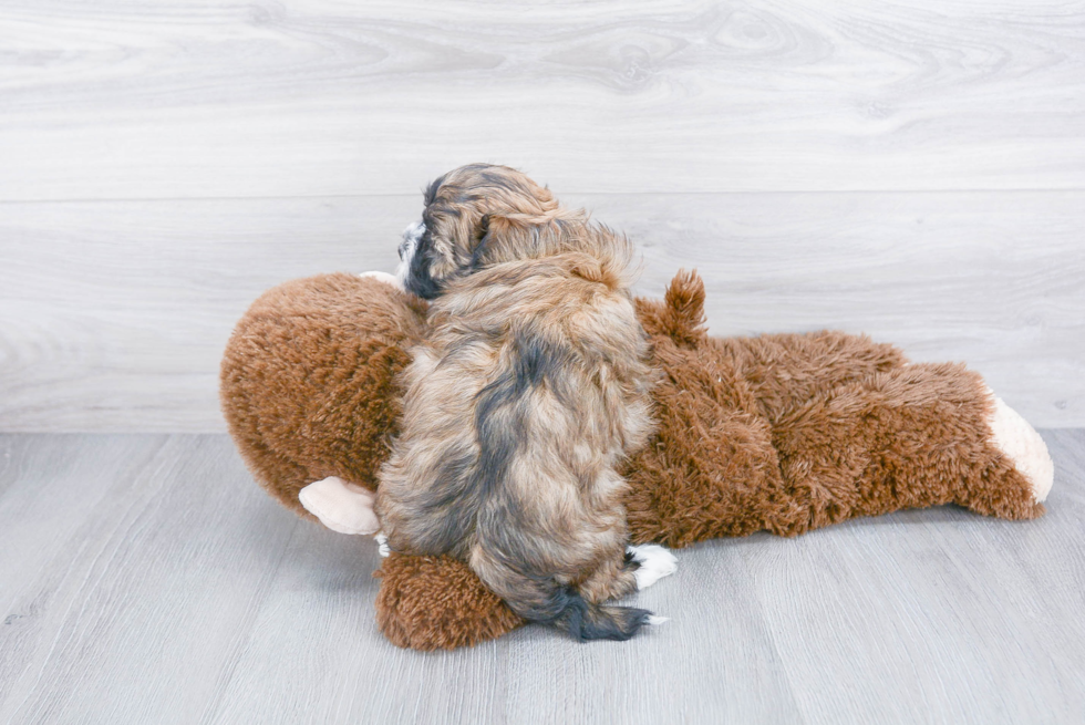 Havanese Pup Being Cute