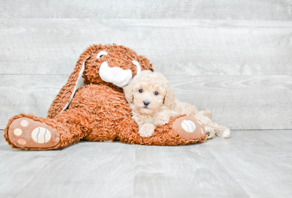 Poodle Puppy for Adoption