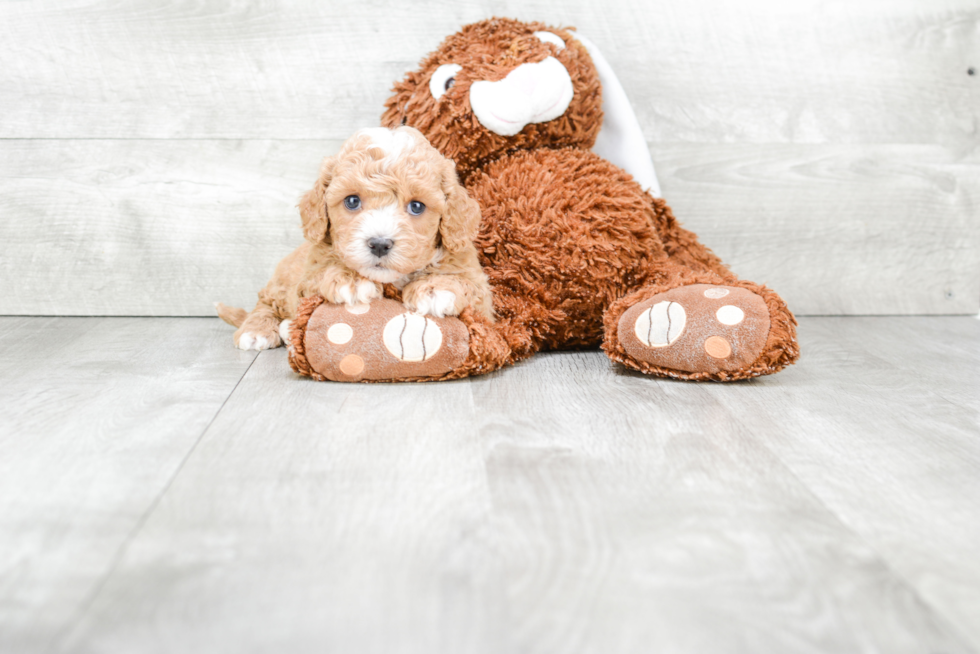 Little Cavoodle Poodle Mix Puppy