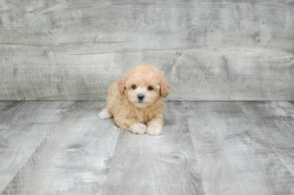 Best Maltipoo Baby