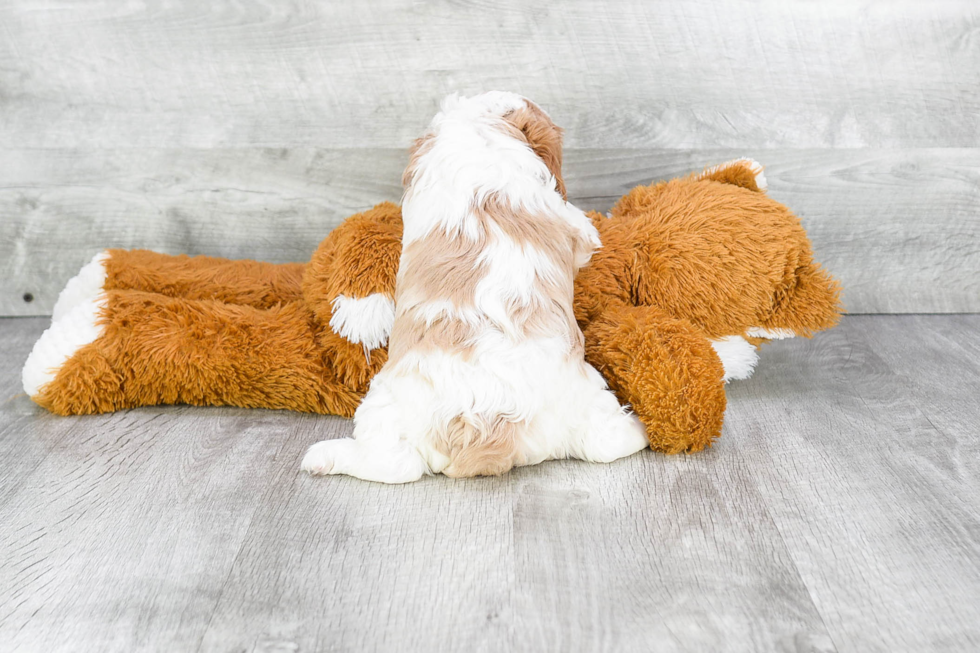 Cavalier King Charles Spaniel Pup Being Cute