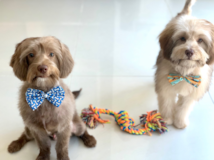 Happy Mini Labradoodle Poodle Mix Pup