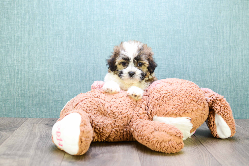 Teddy Bear Puppy for Adoption