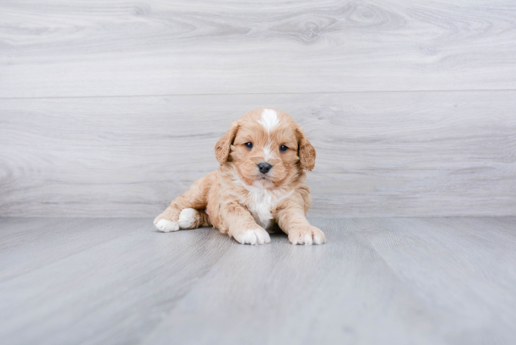 Happy Cavapoo Baby