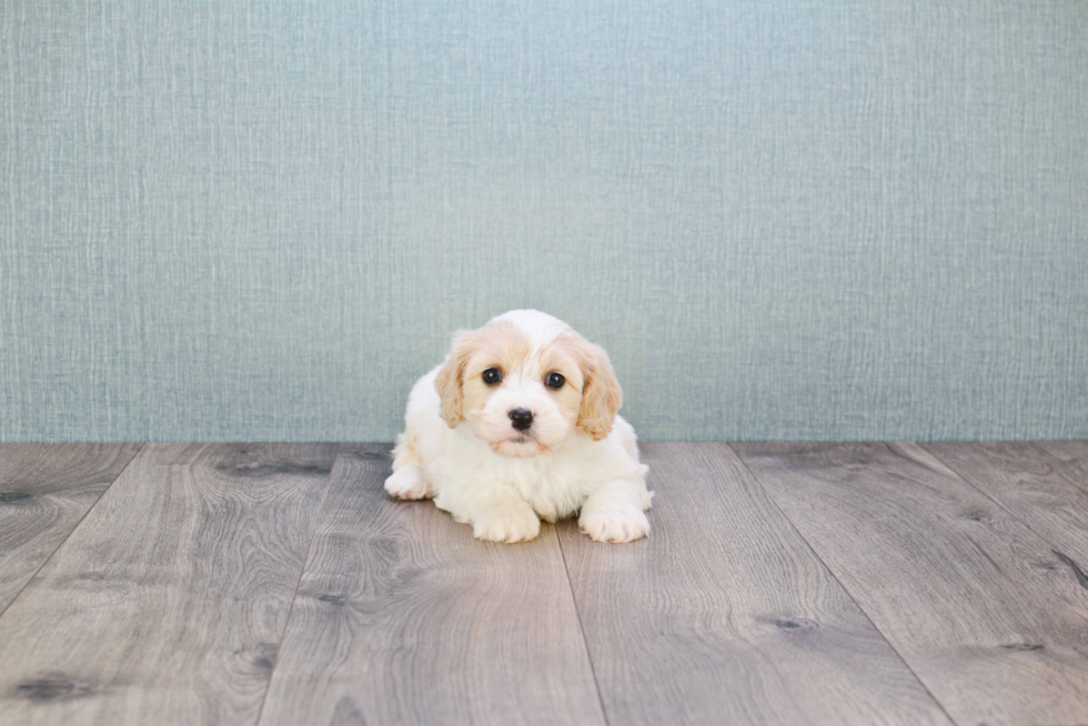 Cavachon Puppy for Adoption