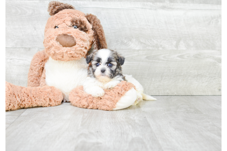 Best Teddy Bear Baby