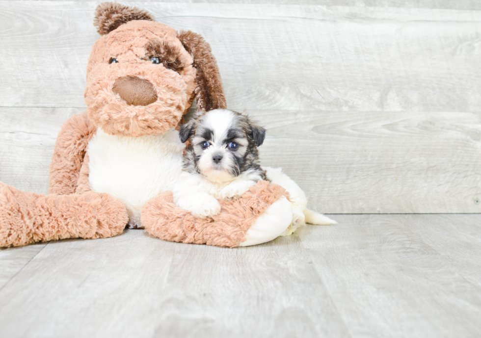 Best Teddy Bear Baby