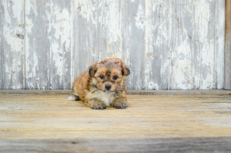 Morkie Puppy for Adoption