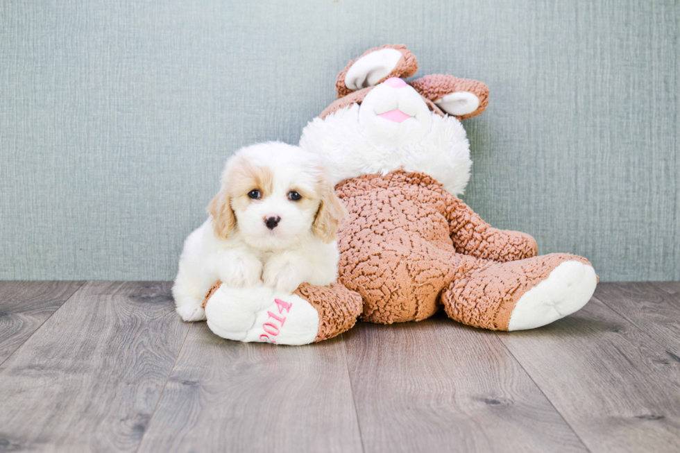 Cavachon Puppy for Adoption