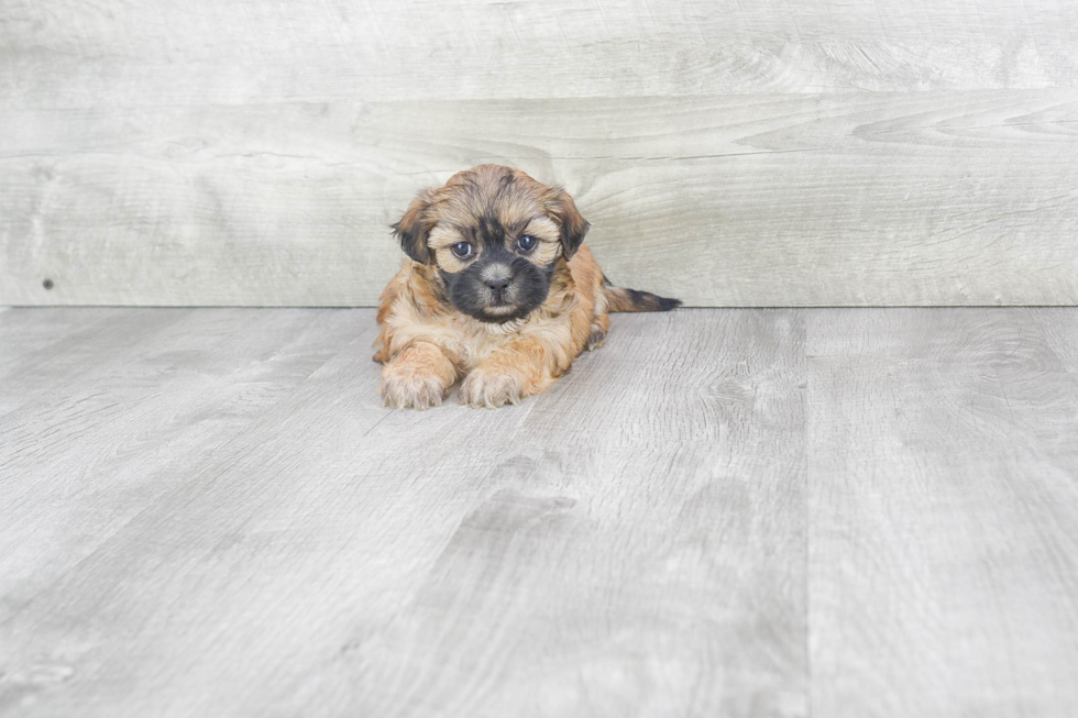 Fluffy Teddy Bear Designer Pup