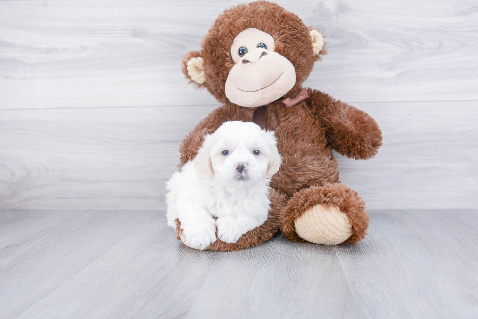 Teddy Bear Pup Being Cute