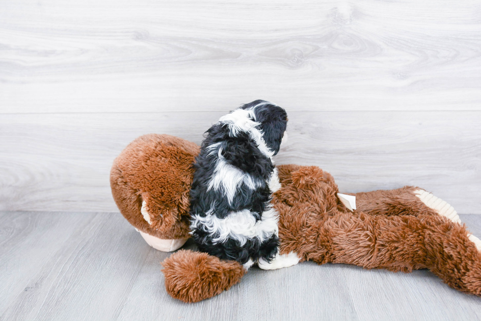 Cavalier King Charles Spaniel Pup Being Cute