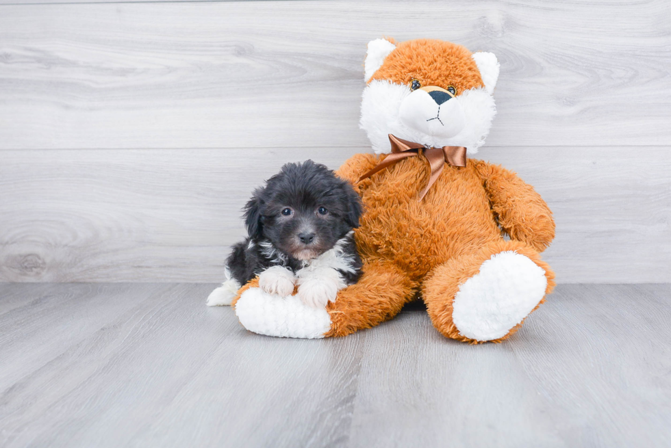 Smart Havanese Purebred Puppy