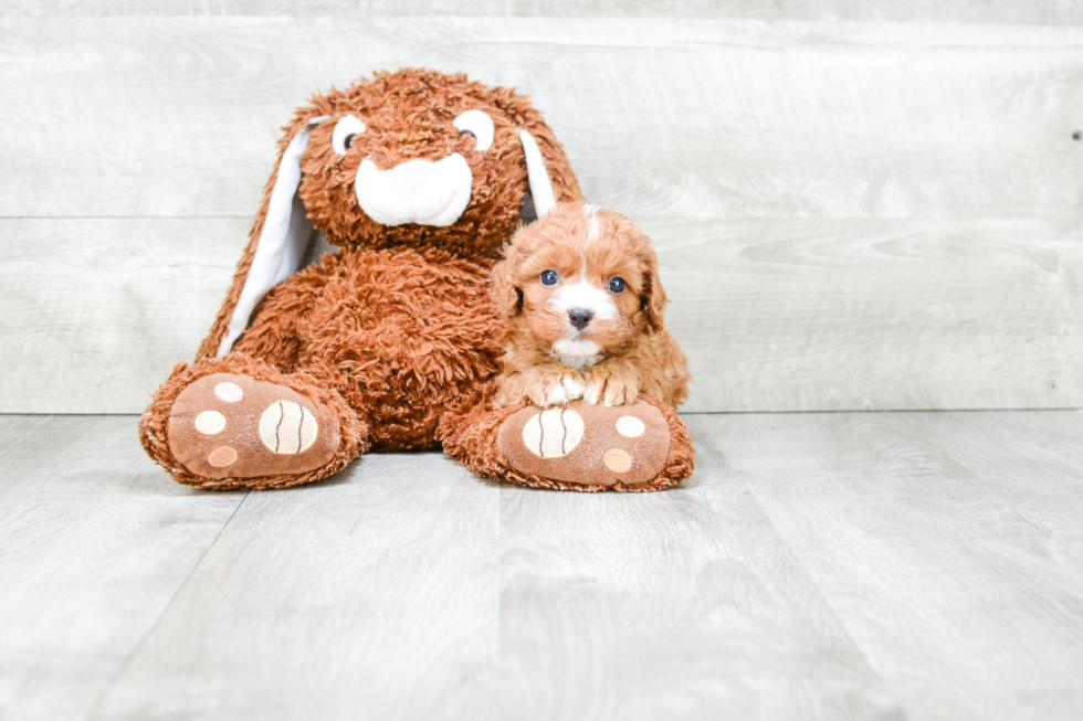 Petite Cavapoo Poodle Mix Pup