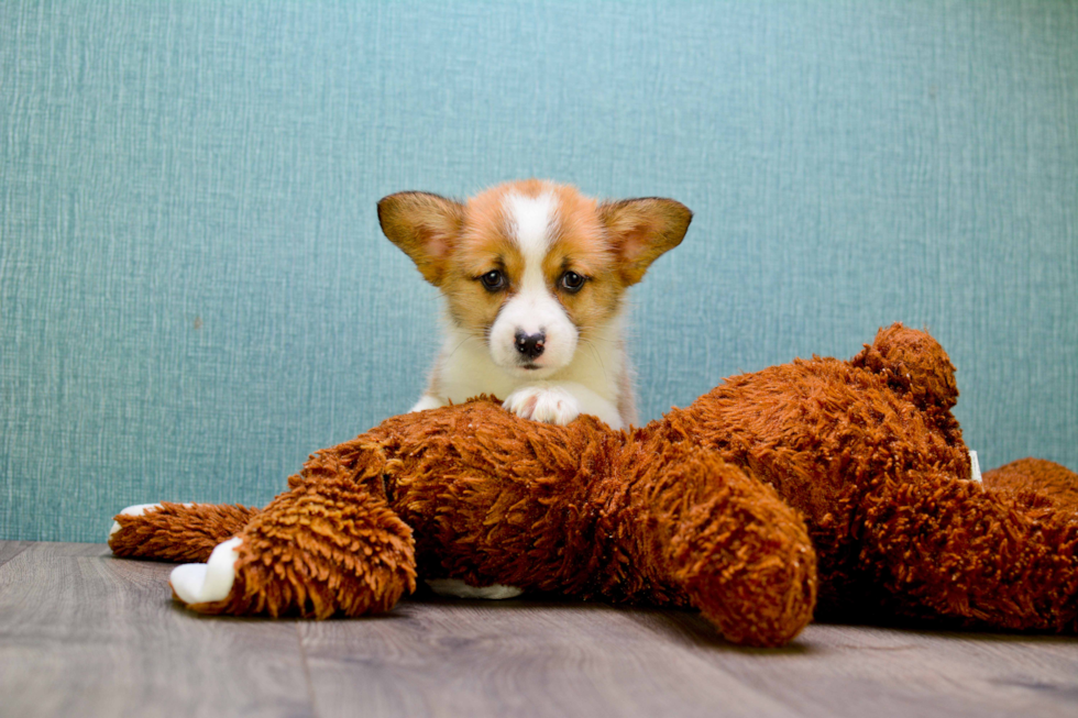 Energetic Corgi Purebred Puppy