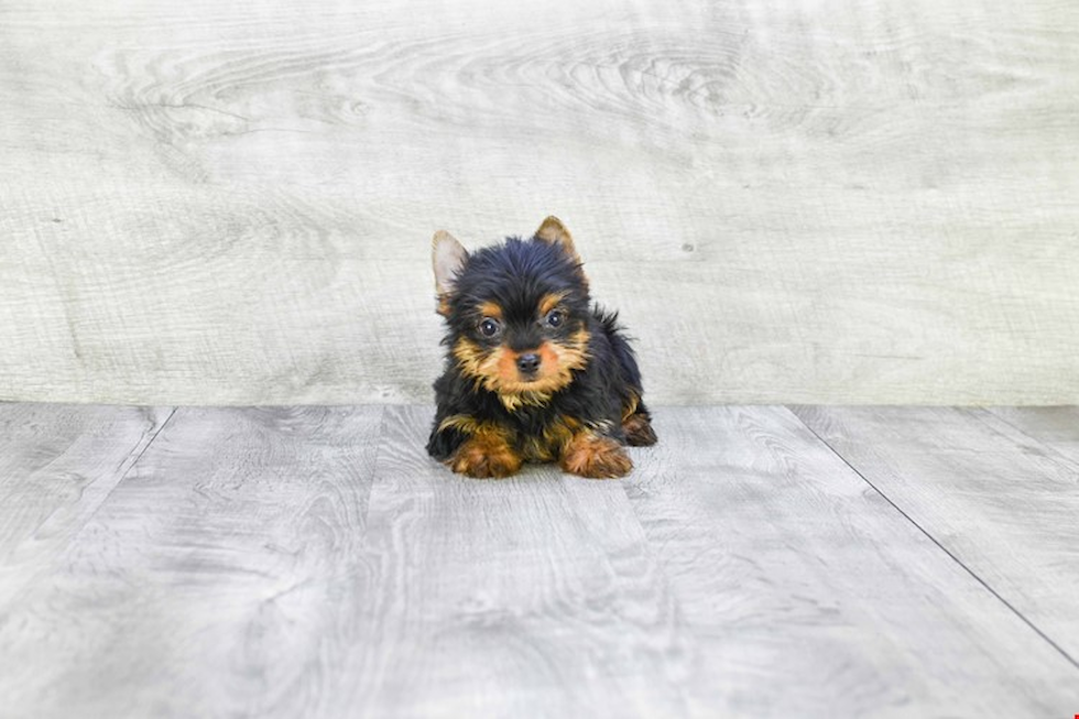 Meet Batman - our Yorkshire Terrier Puppy Photo 