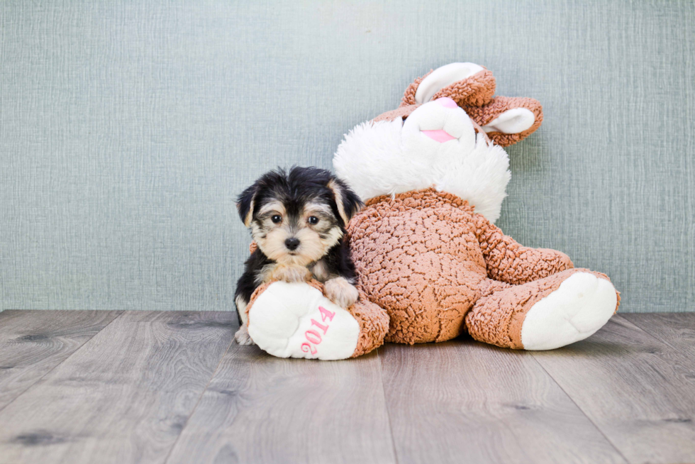 Happy Morkie Baby