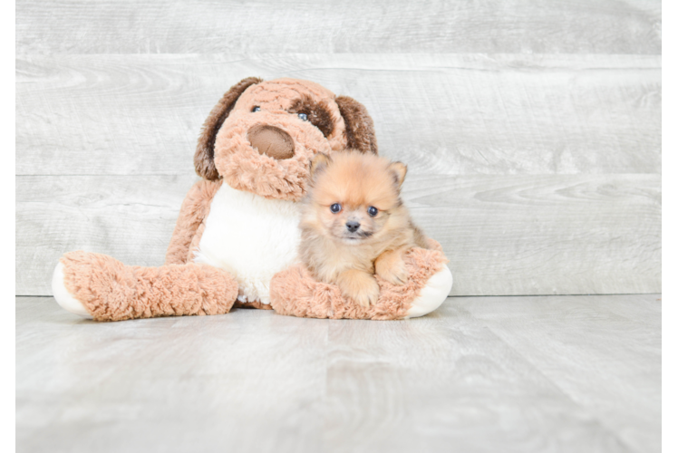 Pomeranian Puppy for Adoption