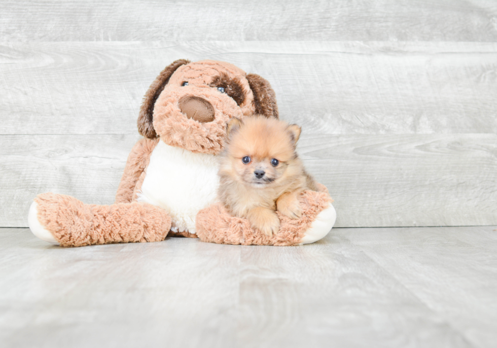 Pomeranian Puppy for Adoption