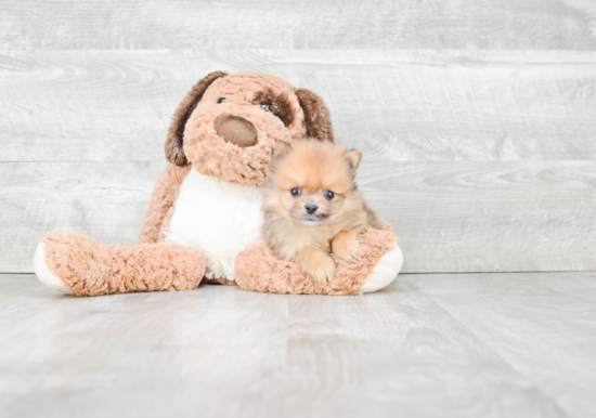 Pomeranian Puppy for Adoption