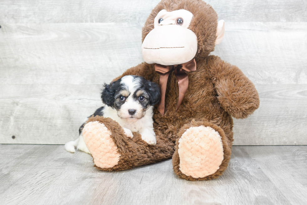 Sweet Cavachon Baby