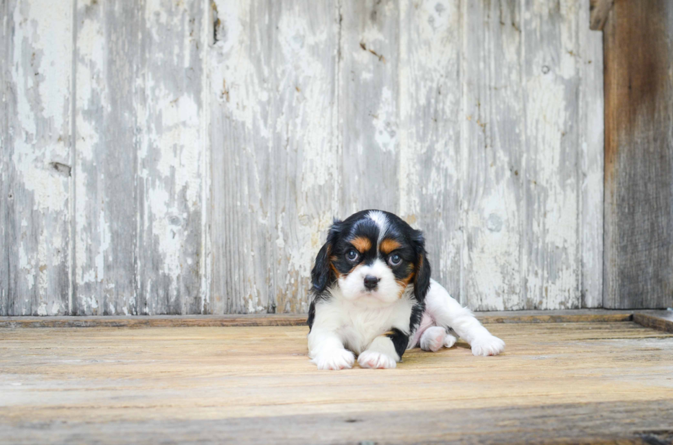 Small Cavalier King Charles Spaniel Purebred Pup