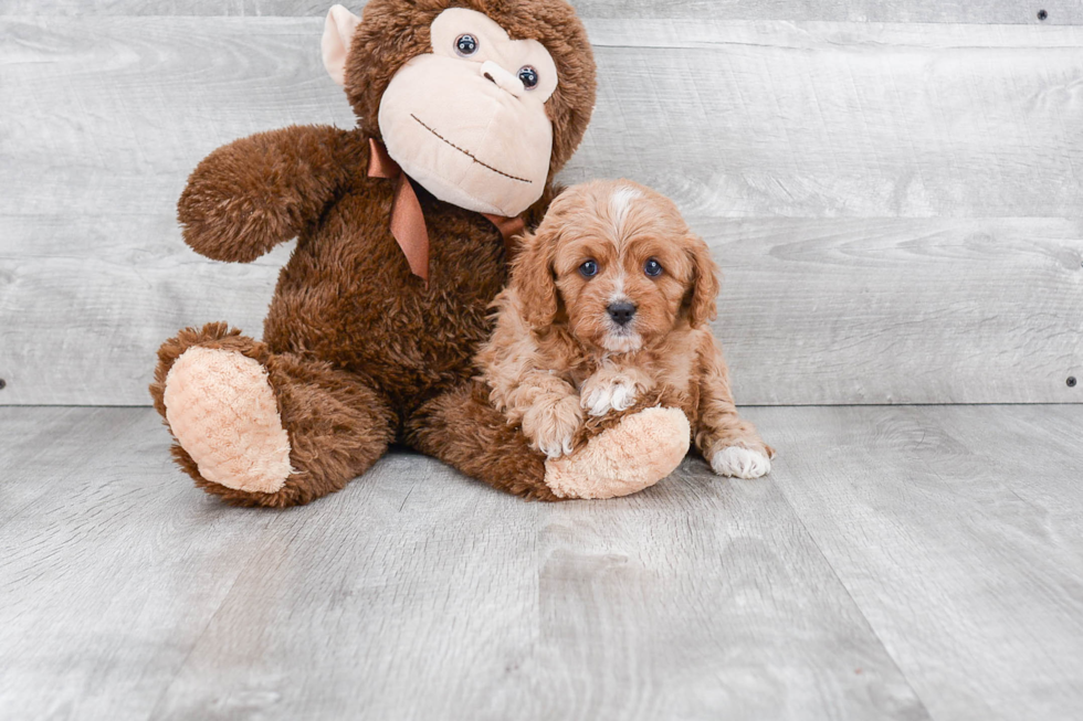 Best Cavapoo Baby