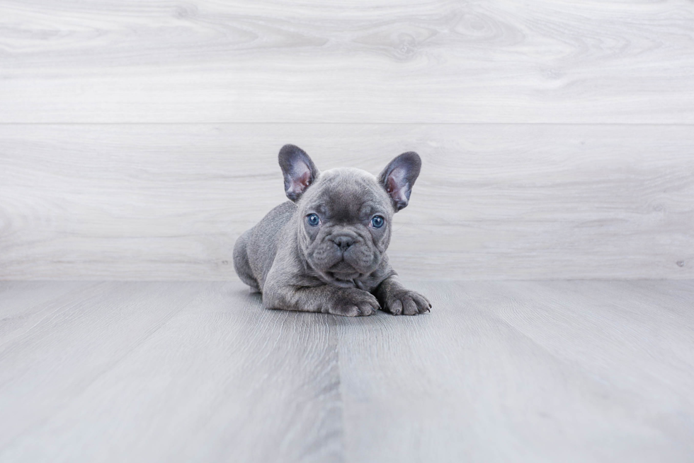 Playful French Bulldog Baby