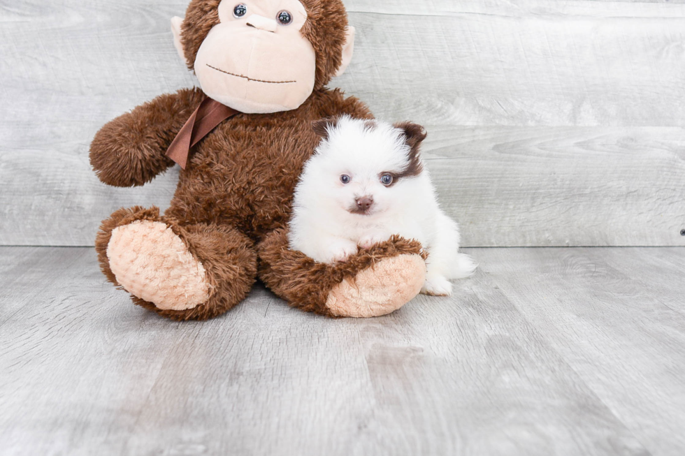 Playful Pomeranian Baby