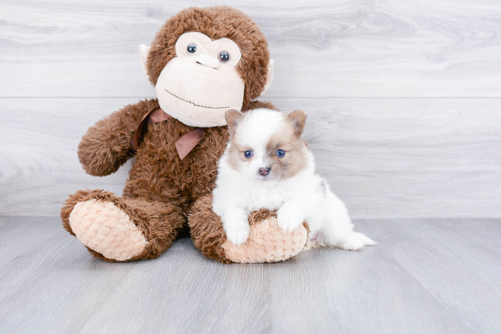 Adorable Pomeranian Purebred Puppy