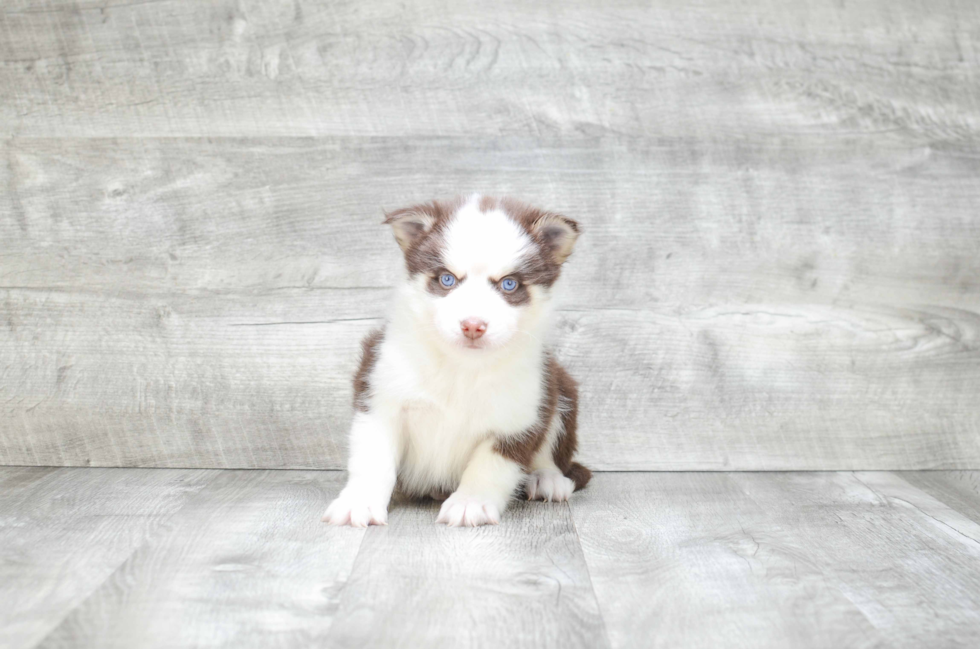 Fluffy Pomsky Designer Pup