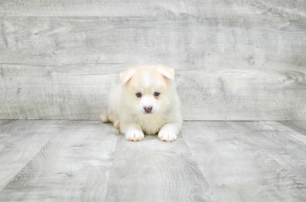 Cute Pomsky Baby