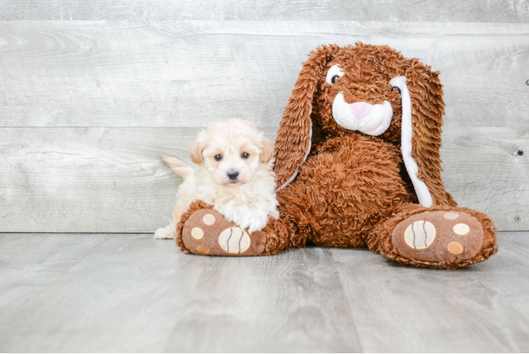 Maltipoo Puppy for Adoption