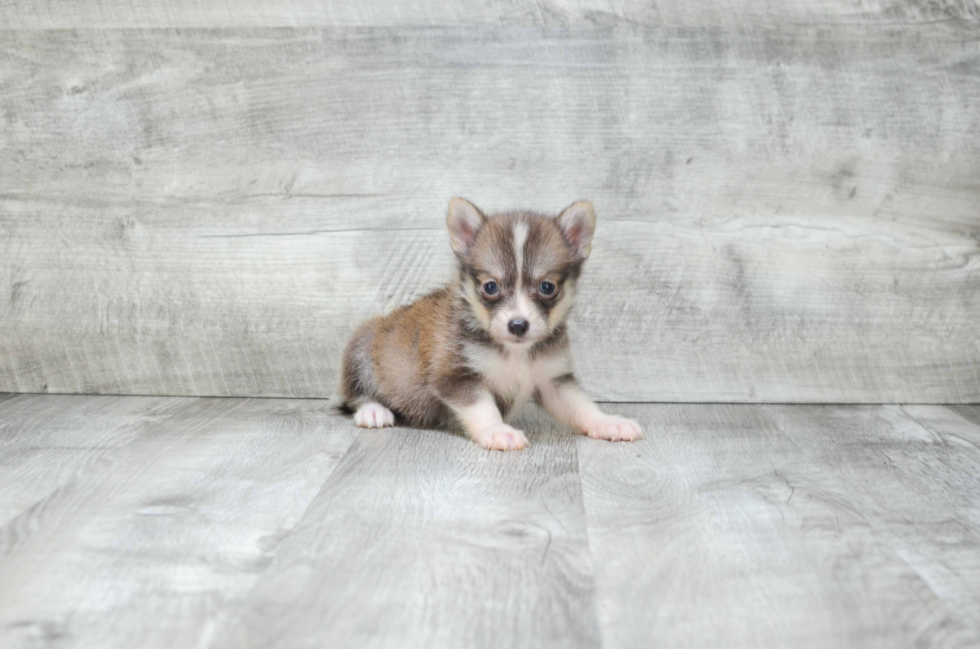 Sweet Pomsky Baby