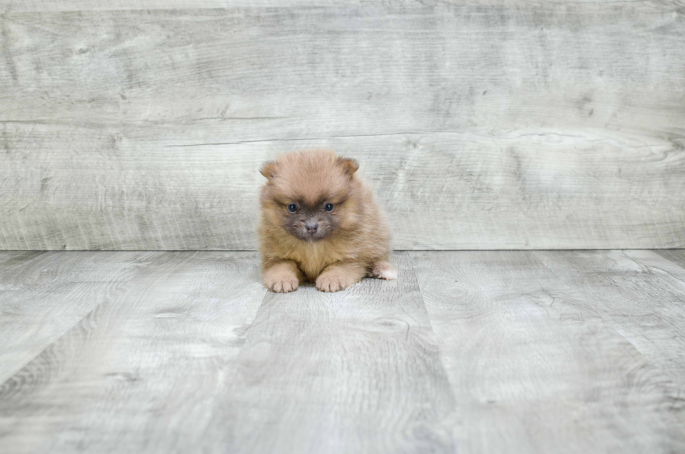 Best Pomeranian Baby