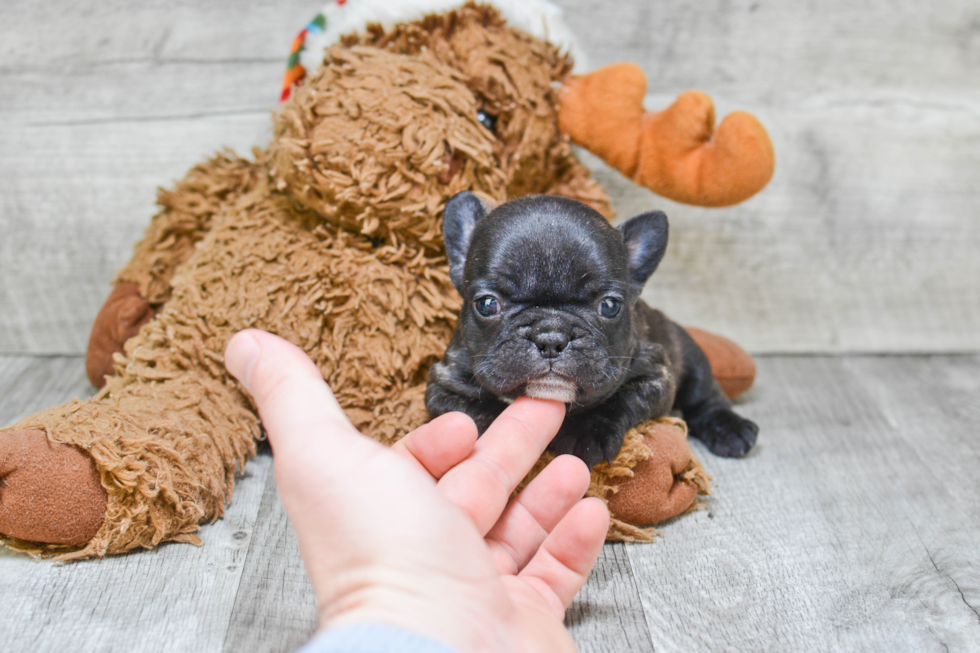 Akc Registered French Bulldog Purebred Pup