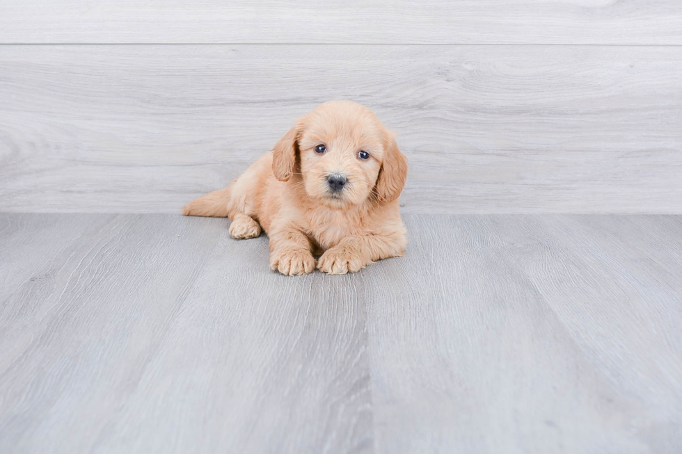 Hypoallergenic Golden Retriever Poodle Mix Puppy