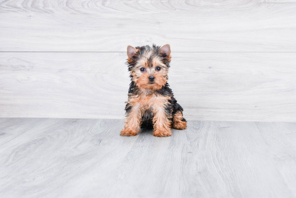 Meet Giselle - our Yorkshire Terrier Puppy Photo 