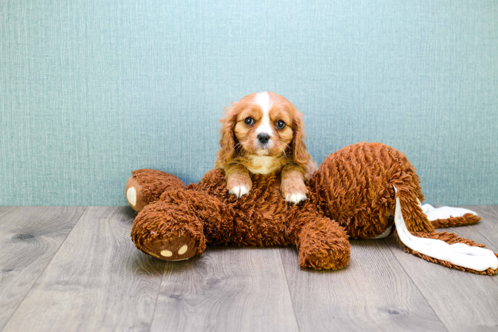 Popular Cavalier King Charles Spaniel Purebred Pup