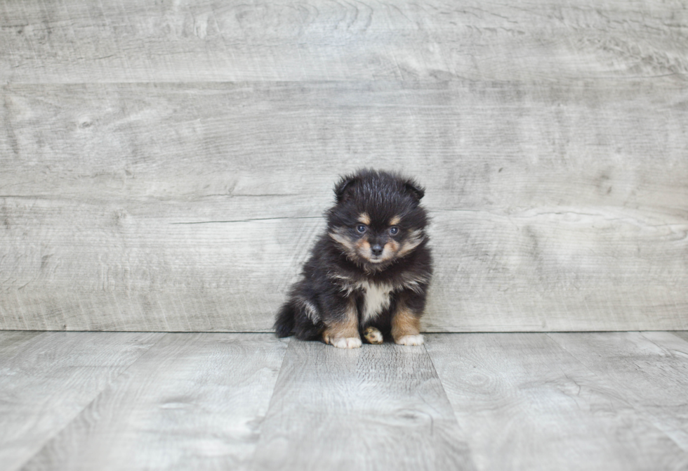 Hypoallergenic Pomeranian Purebred Pup