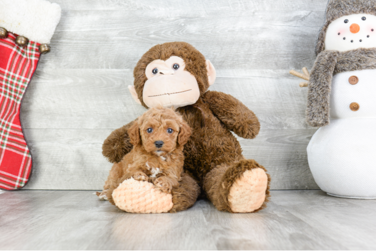 Adorable Cavoodle Poodle Mix Puppy