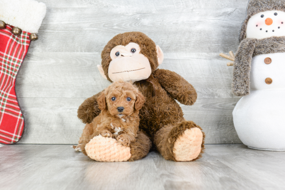 Adorable Cavoodle Poodle Mix Puppy