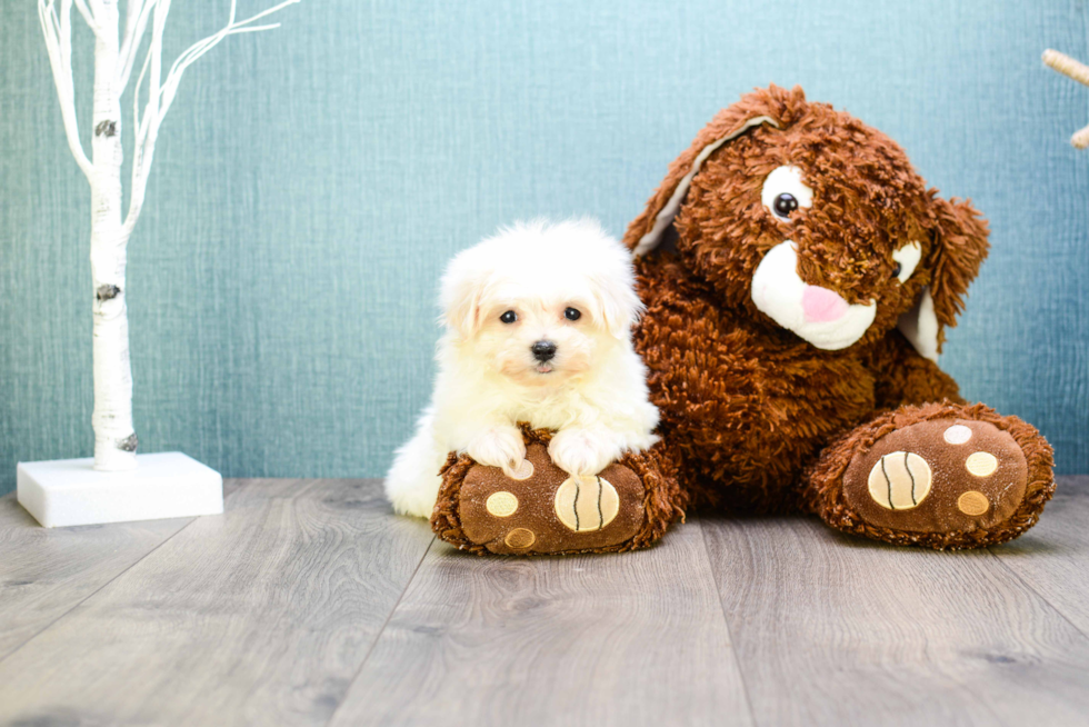 Maltese Pup Being Cute