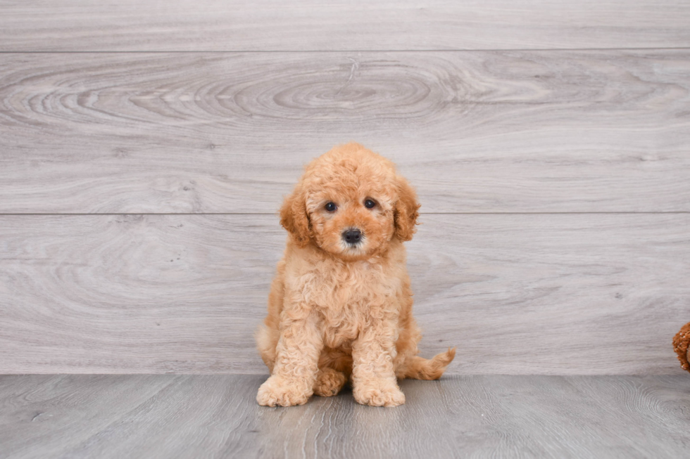 Mini Goldendoodle Pup Being Cute