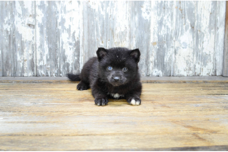 Sweet Pomsky Baby