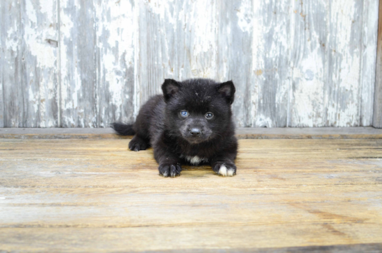 Sweet Pomsky Baby