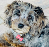 Smart Cocker Poodle Mix Pup