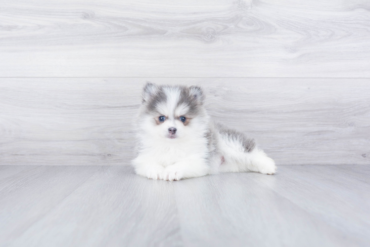 Best Pomsky Baby