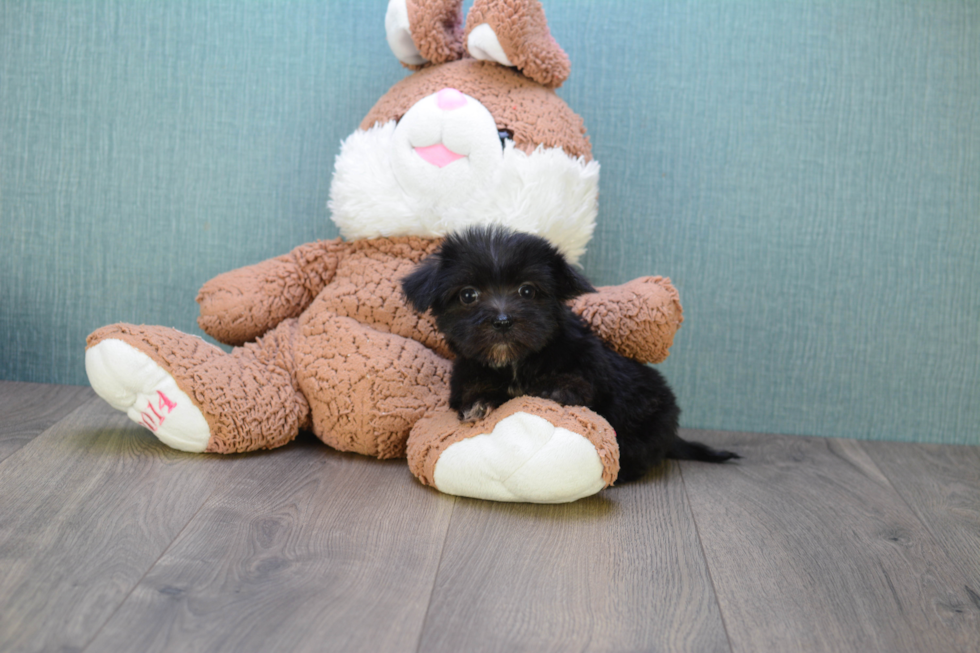 Adorable Yorkie Designer Puppy